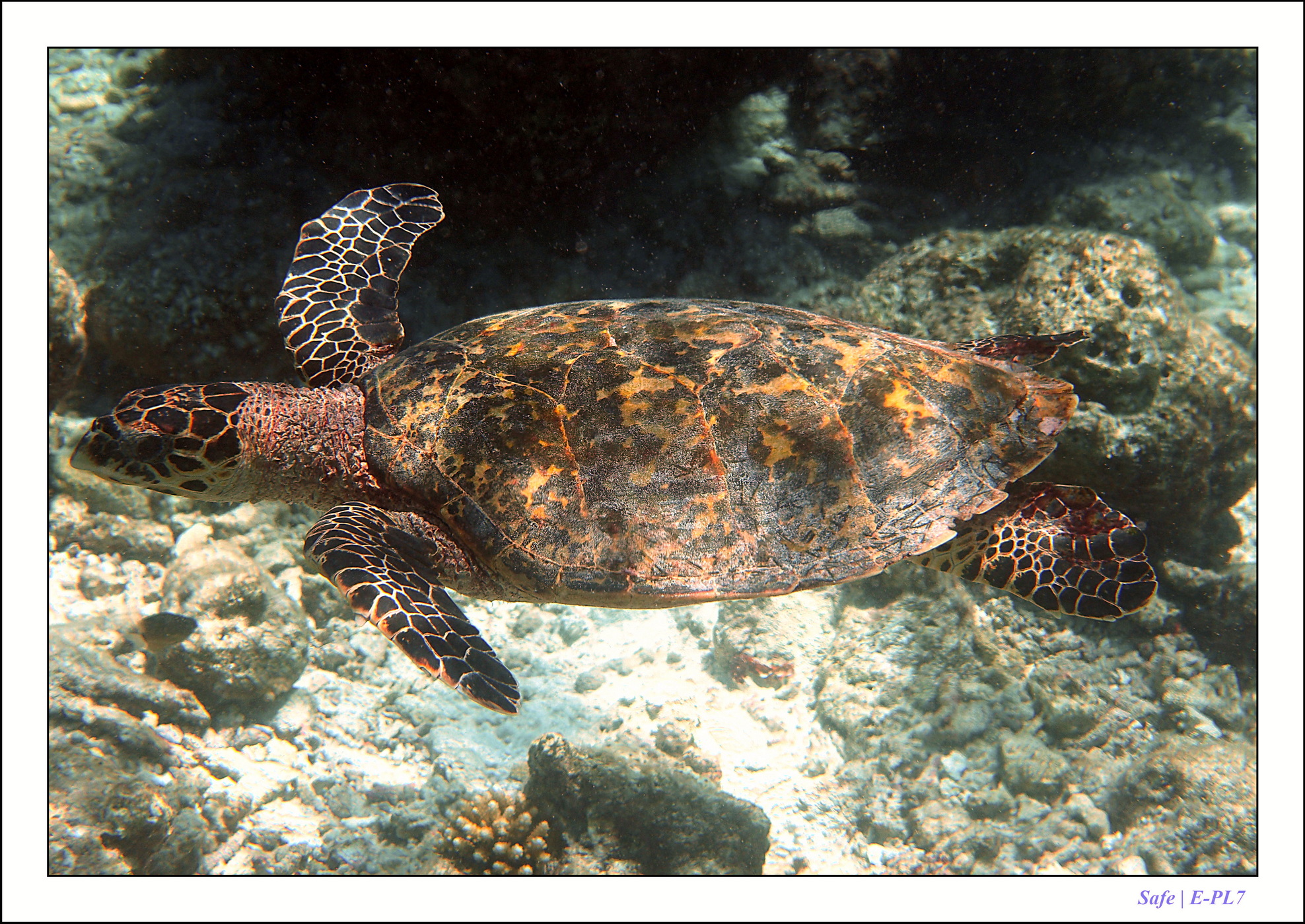 2022 - 07 - snorkeling Maldives - 044